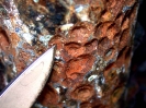 Close Up of Commercial Hot Water Heat Tube Corrosion